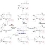 Prostanoid Synthesis